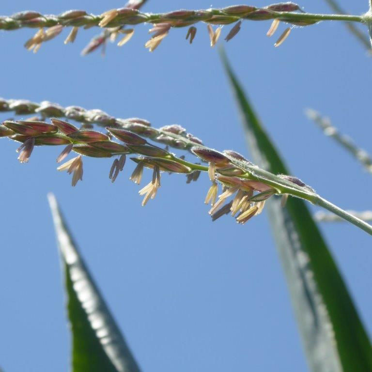 Figure 4. Corn tassel florets and anthers shedding pollen.