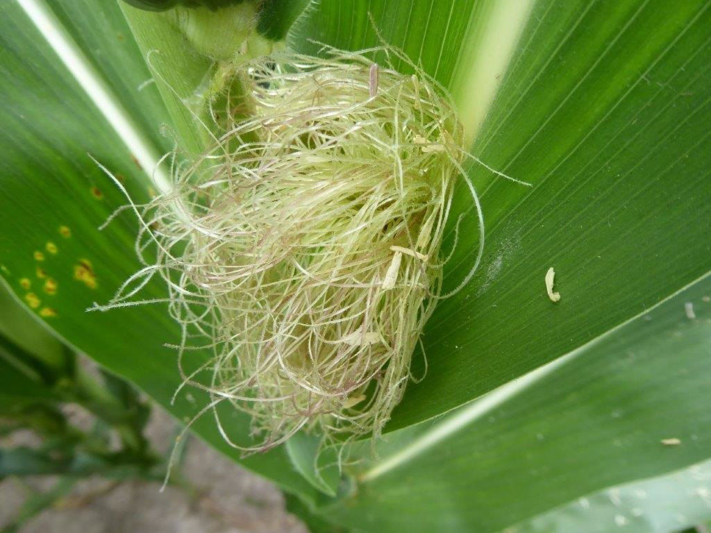 Figure 2. Corn silk.