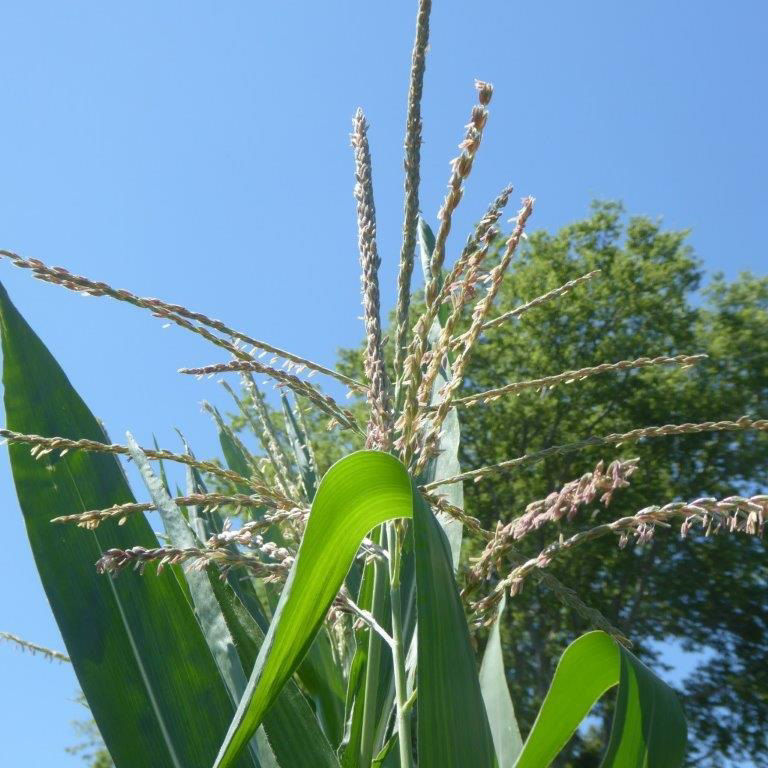 Figure 1. Pollinating corn tassel.