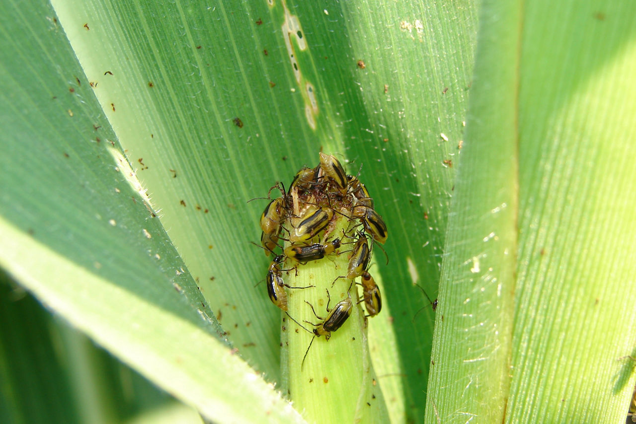 Western corn rootworm beetles feeding on silks.