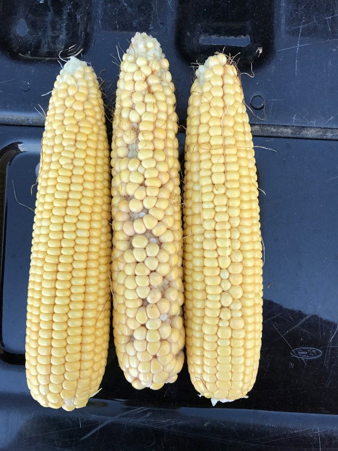 Figure 1. Corn ears with different levels of ovule fertilization. Fertilization on the left ear was very good, the right ear was good, but several ovules were not fertilized, and the center ear had poor fertilization. The ears are from a commercial corn product trial in Ohio. 