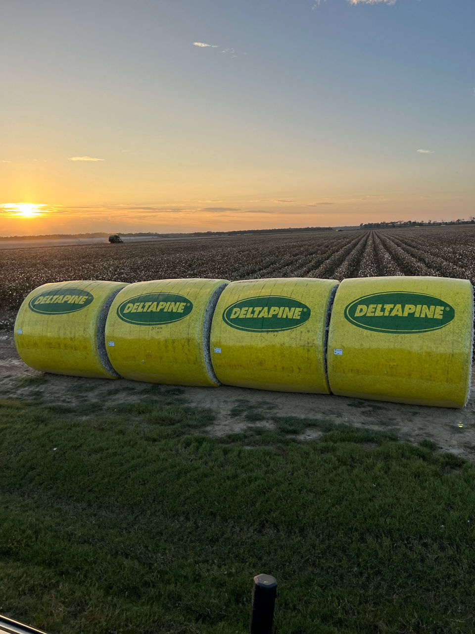 Figure 1. Wrapped round modules ready for transportation to the gin. 