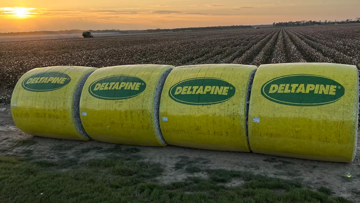 Maximizing Fiber Quality for the Cotton Market