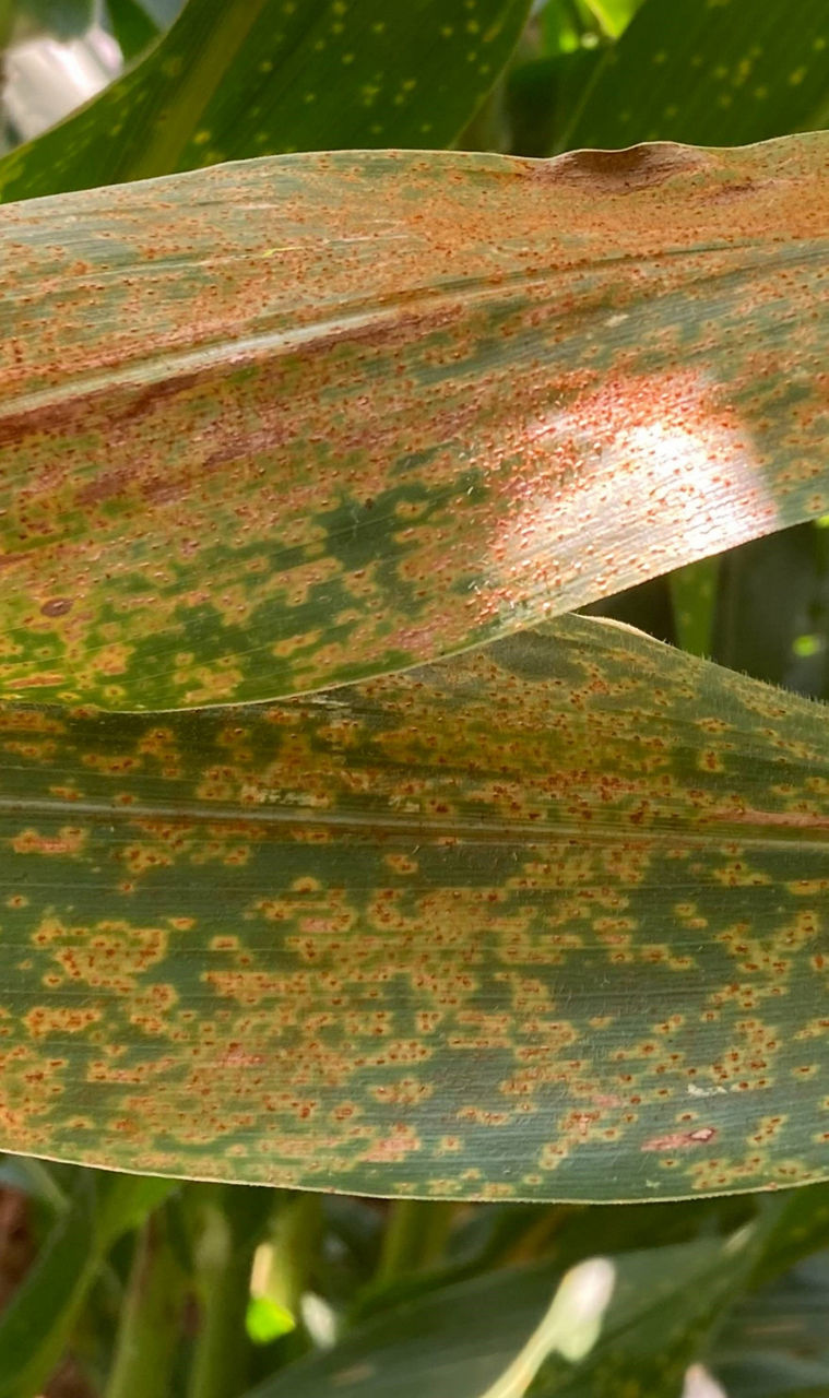 Southern rust pustules on upper leaf surface. 