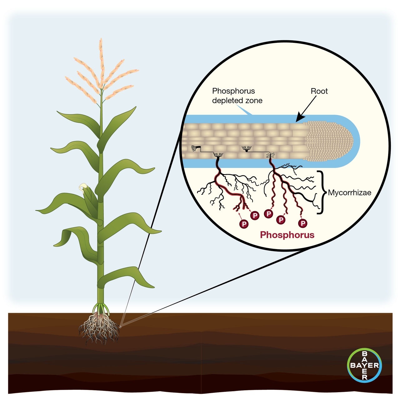 . Mycorrhizae colonization of roots connects plants to a greater soil area to retrieve nutrients and moisture. 