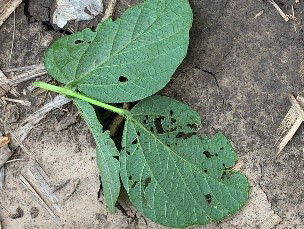  Characteristic interveinal feeding on soybean leaf from velvetbean caterpillar . 