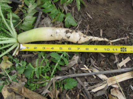 Cover Crop - Radish Length 12 inch no Soil