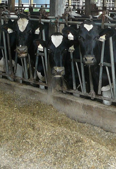 Dairy cows consuming corn silage