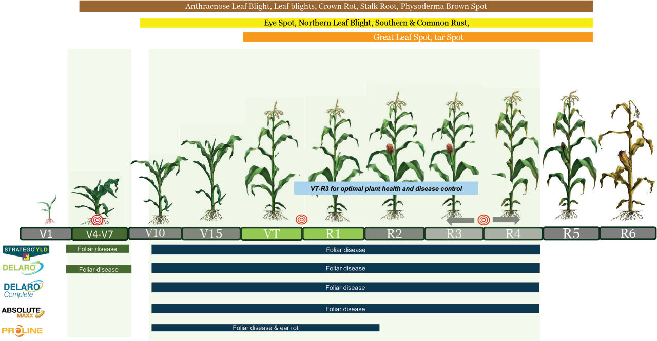 Bayer fungicides for corn disease management and application timing