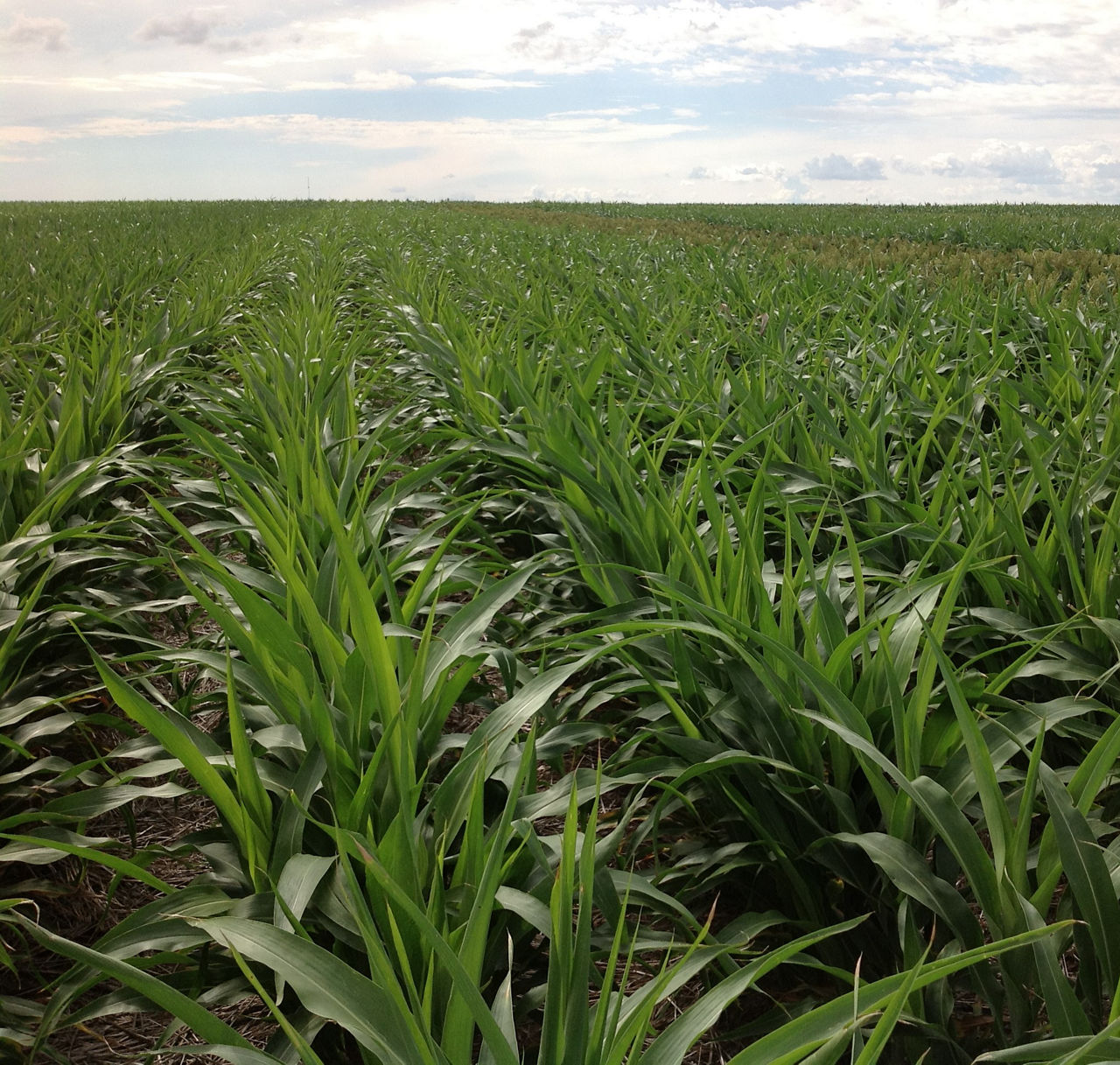 Keeping grain sorghum fields weed free can be a challenge when herbicide resistant weeds are present. 