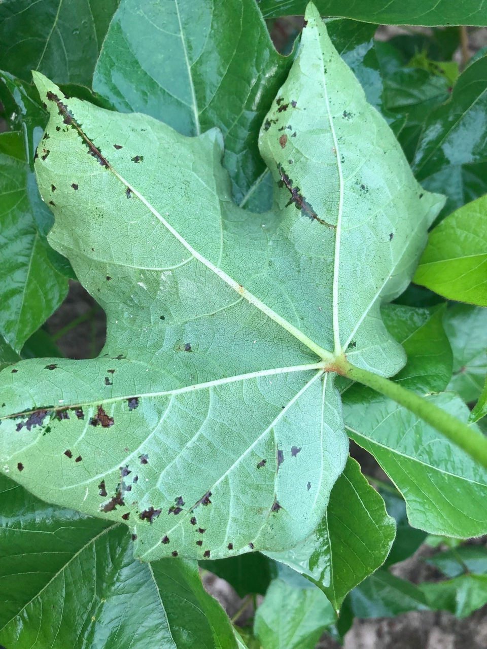 Bacterial blight lesions. 