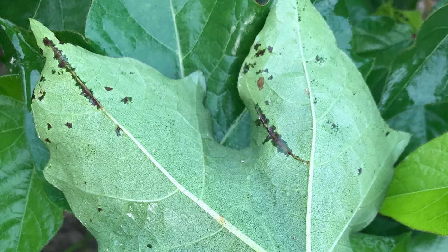 Managing Cotton Diseases