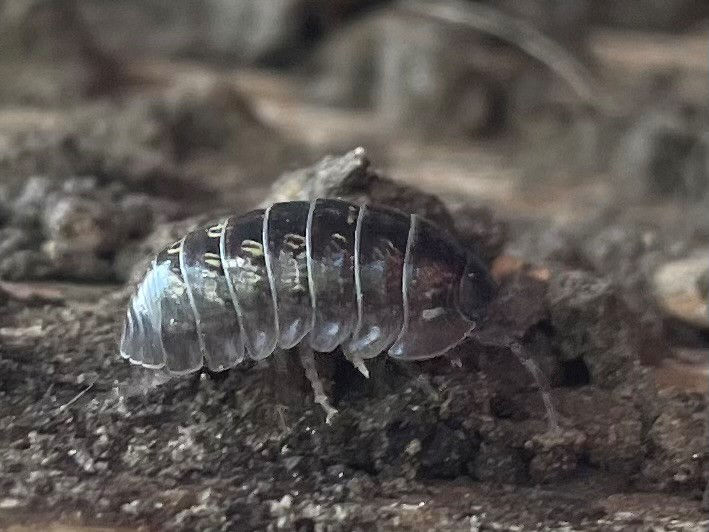 Pillbug
