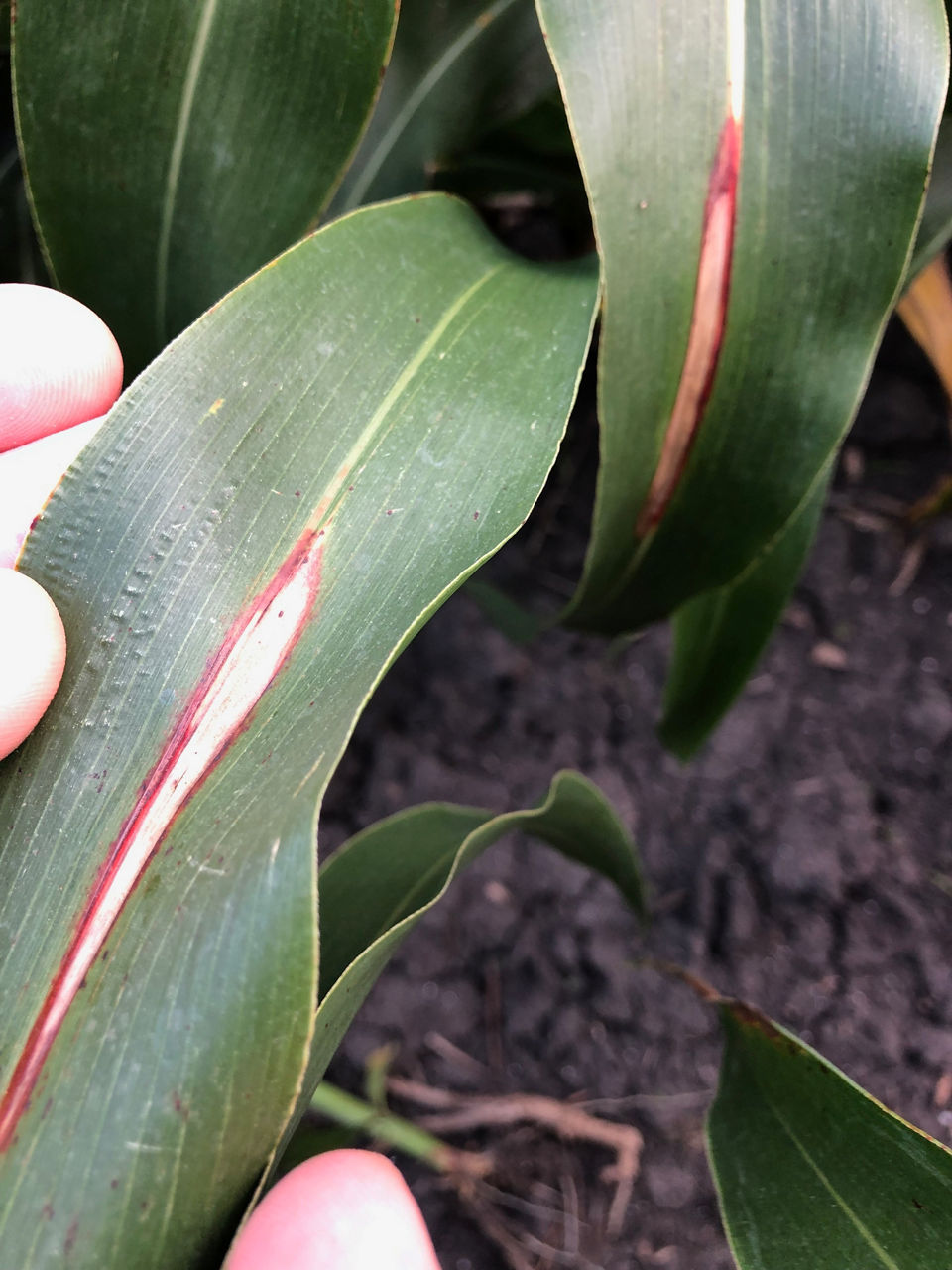 Sorghum infected with sorghum leaf blight. 