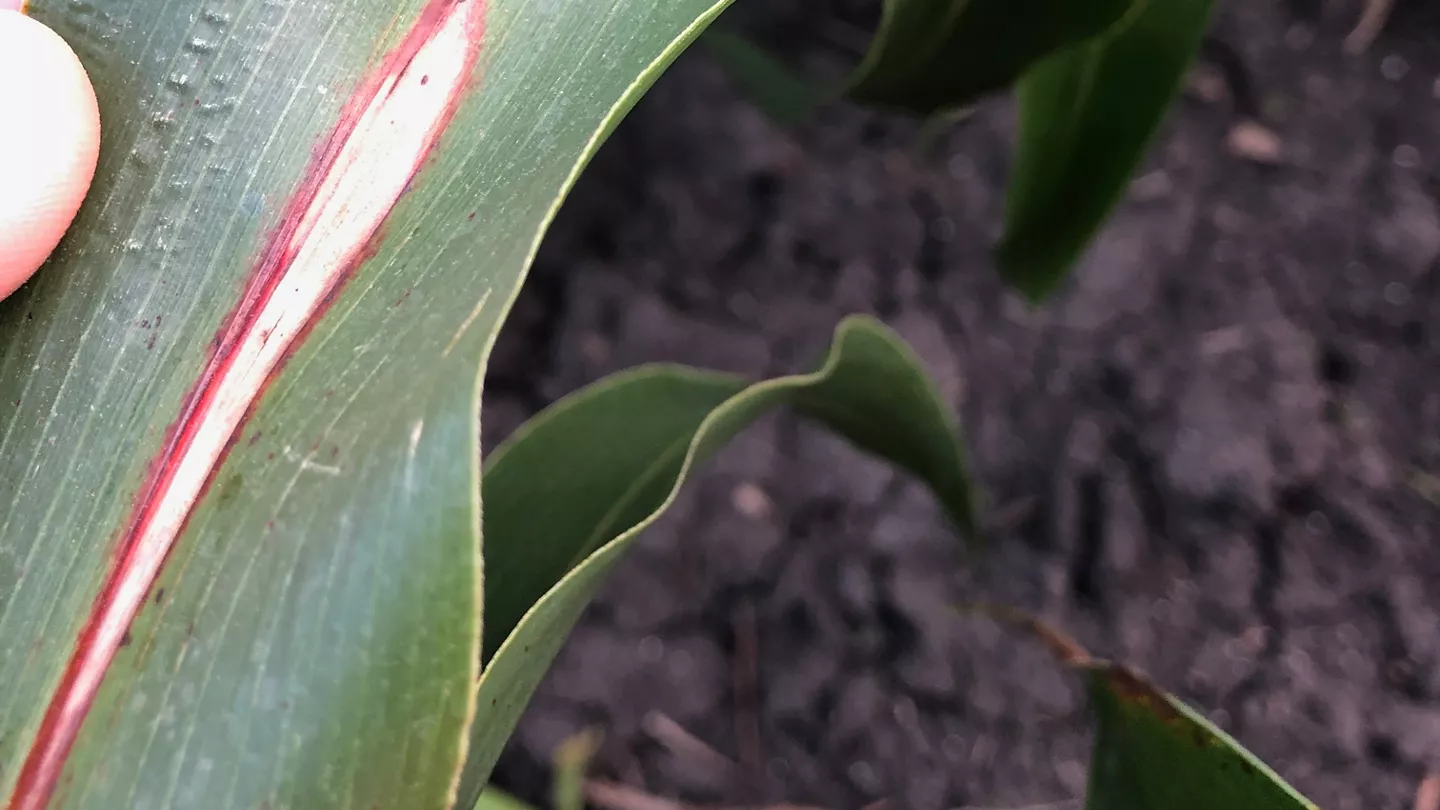 Grain Sorghum Diseases: Identification and Management