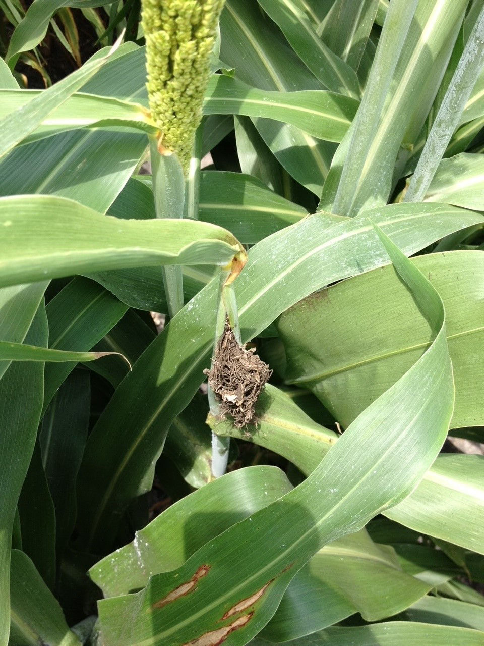 Sorghum head infected with head smut.