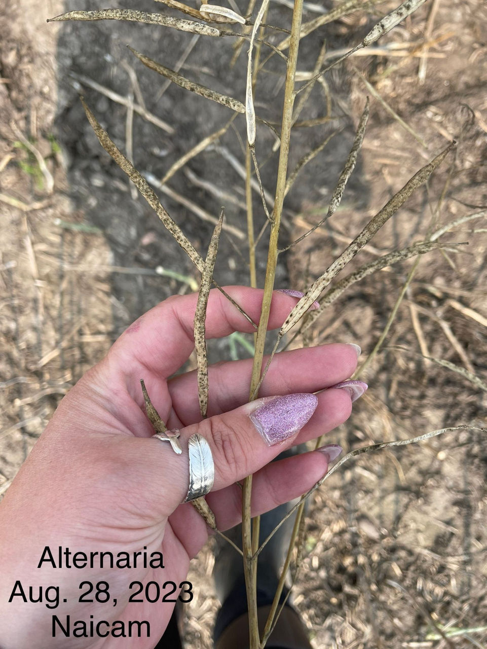 Figure 1. Alternaria black spot on canola. 