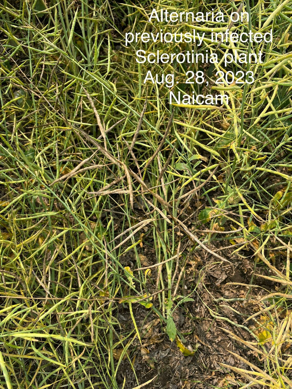 Alternaria black spot on Canola. 