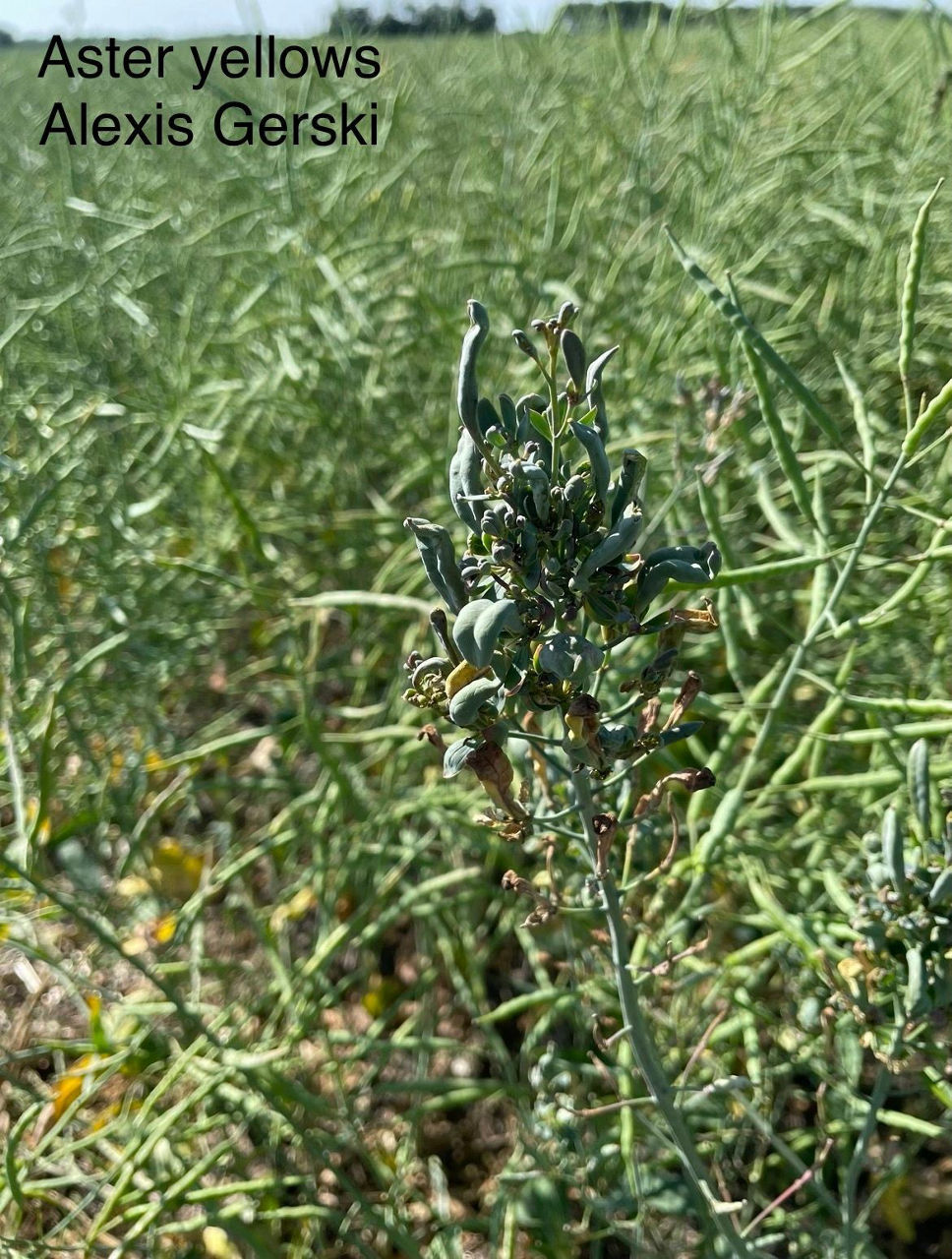 Figure 5. Aster yellow. 