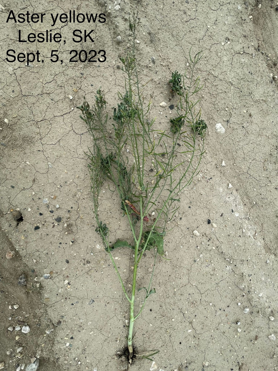 Canola plant infected with aster yellows. 