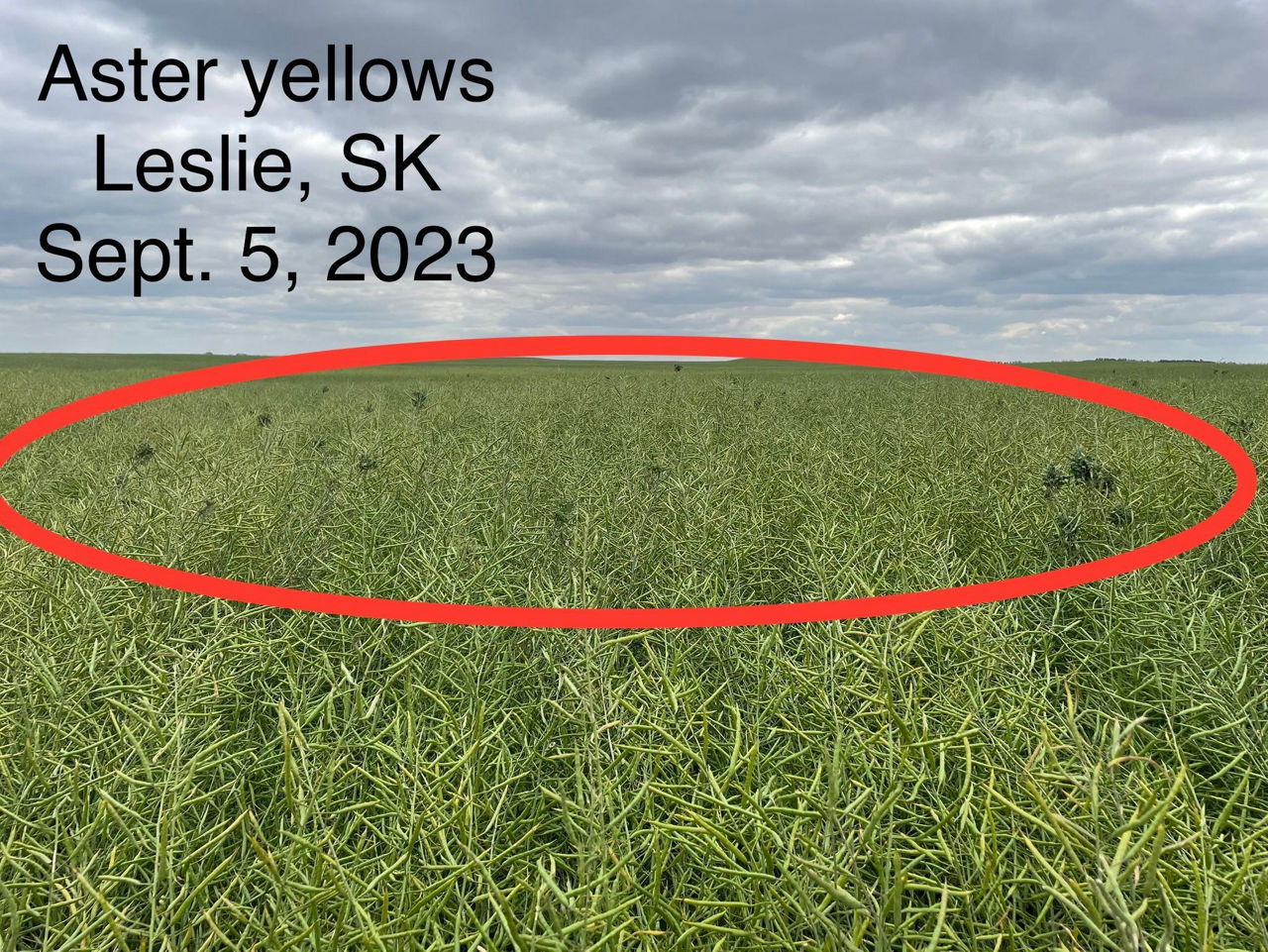 Canola plants infected with Aster yellows standing taller than the rest of the canopy. 
