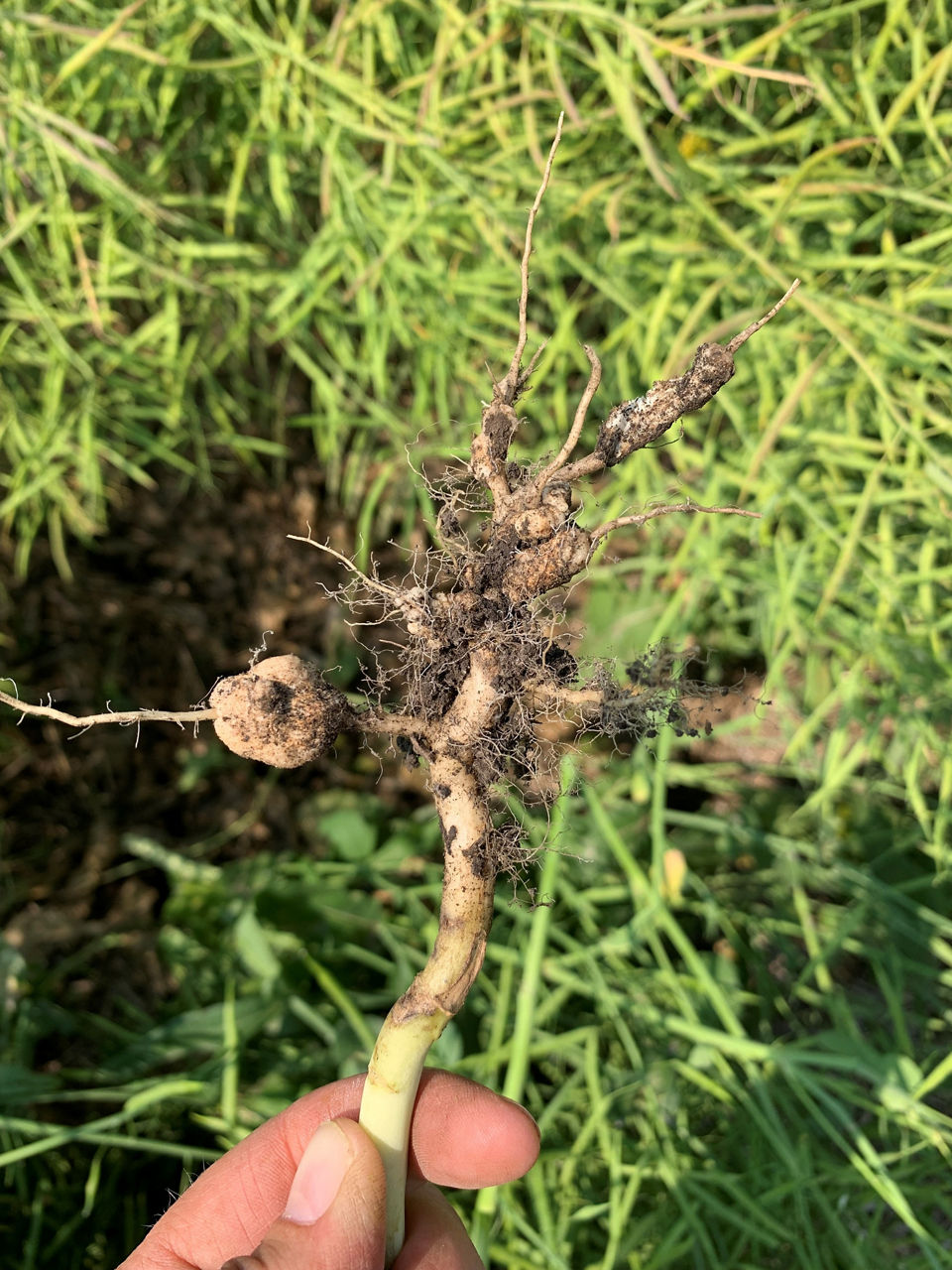 The galls are large and round on these particular roots. 