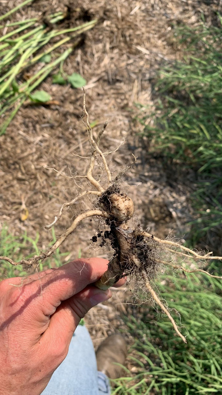 The galls are large and round on these particular roots. 