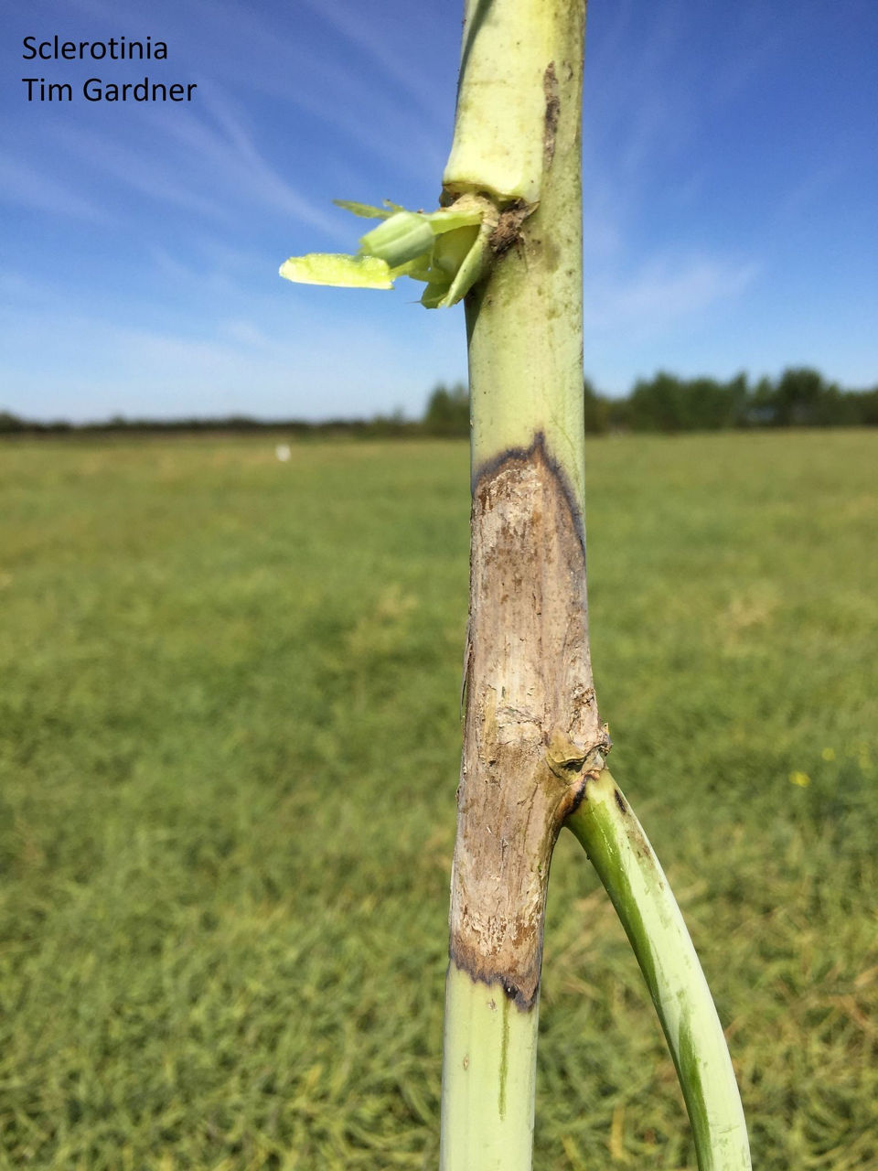 Sclerotinia lesions on canola stems. 