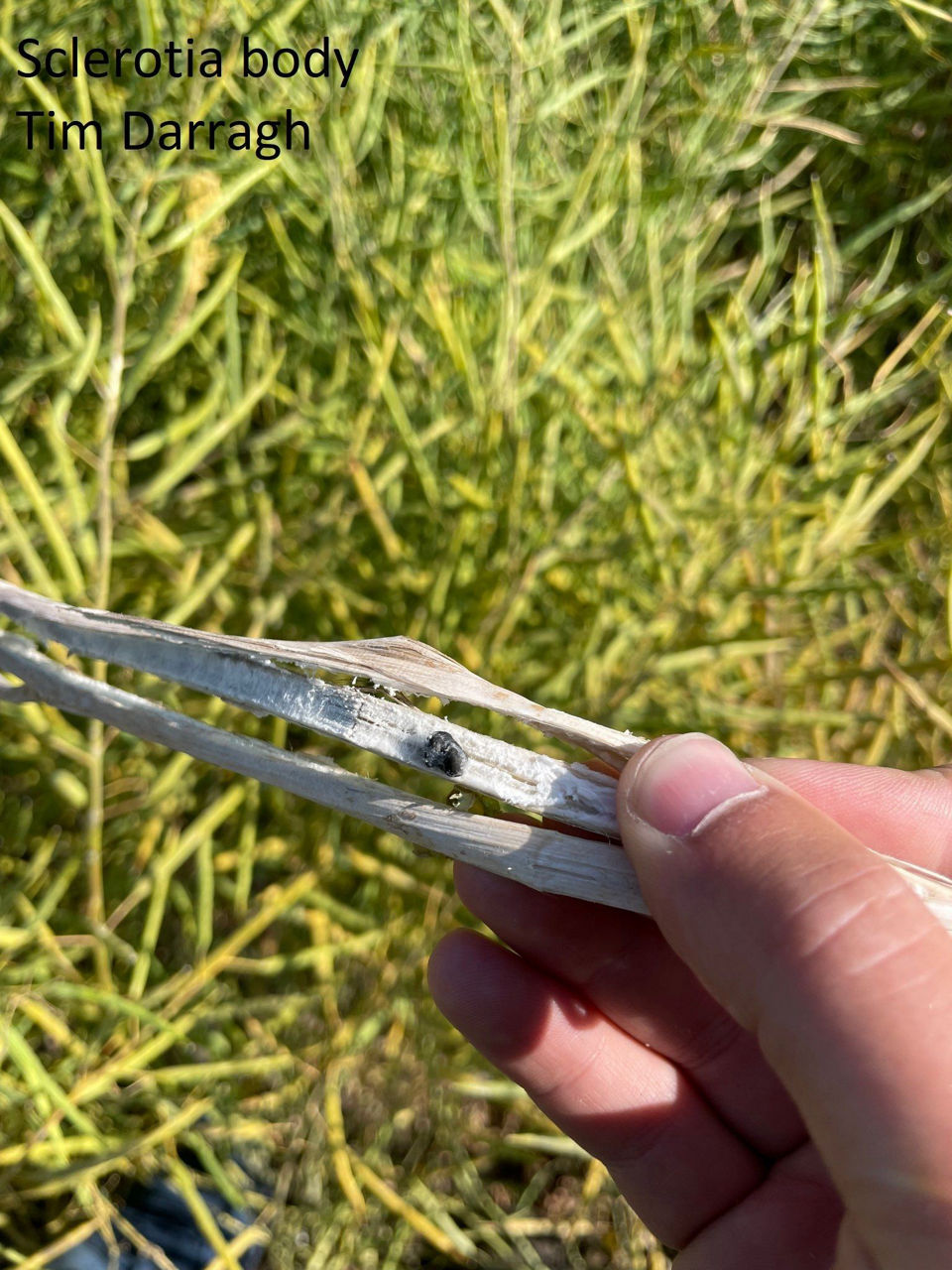 Sclerotia body inside of a canola stem. 