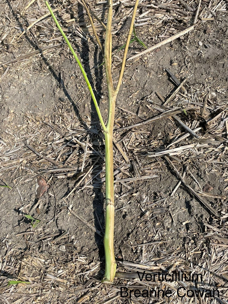 Figure 20. Verticillium stripe-infected canola indicated by the dark plant material along the right side of the plant. 