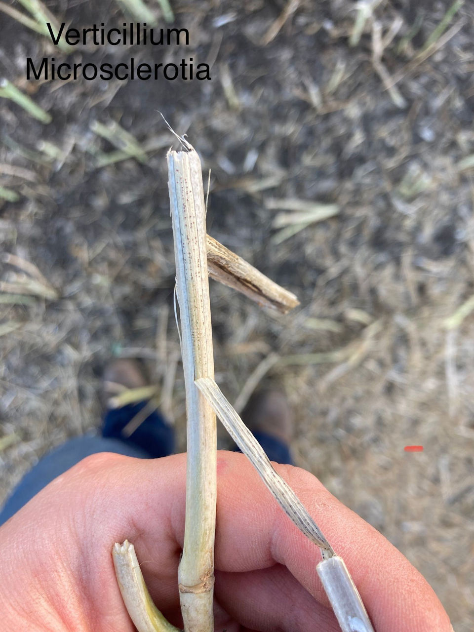 Verticillium stripe microsclerotia on a canola plant. 