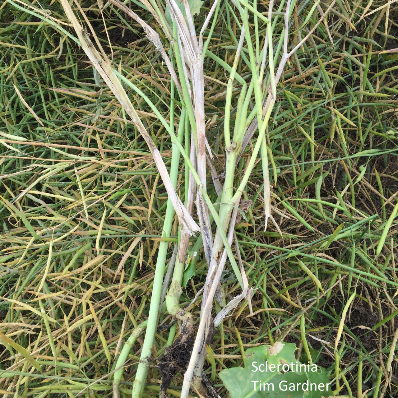 Sclerotinia lesions on canola stems. 