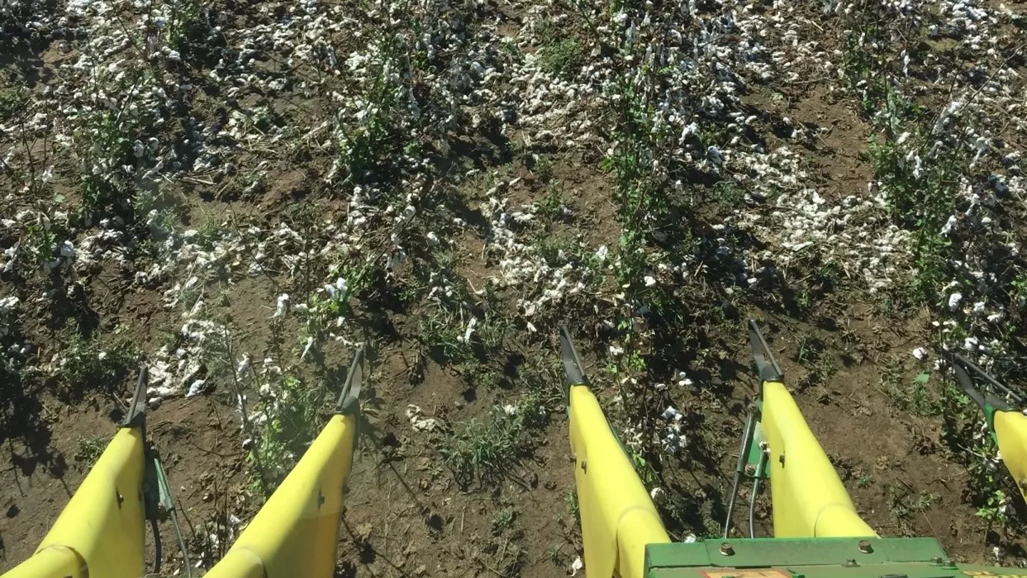 Managing Cotton Through a Hurricane