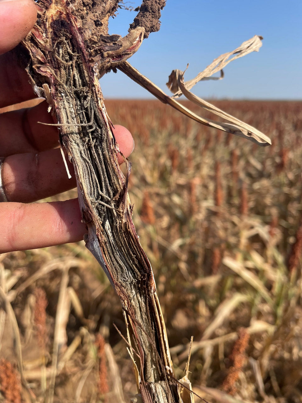 Microsclerotia and shredded pith tissues weaken stalks. 