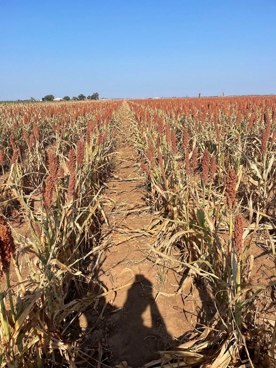 Sorghum field with severe charcoal rot and premature senescence