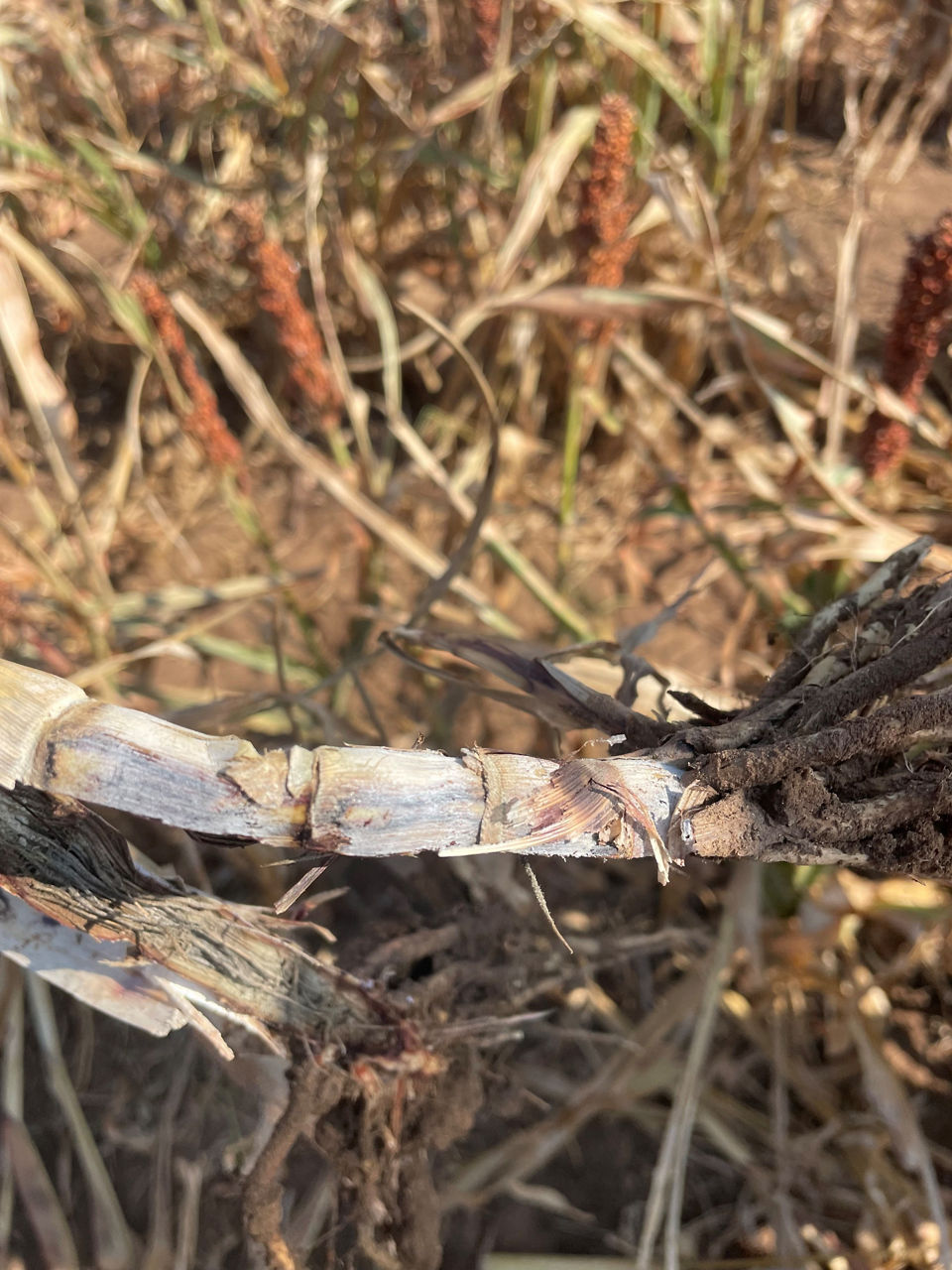 Outer stalk and internodes show darkening from charcoal rot infection. 
