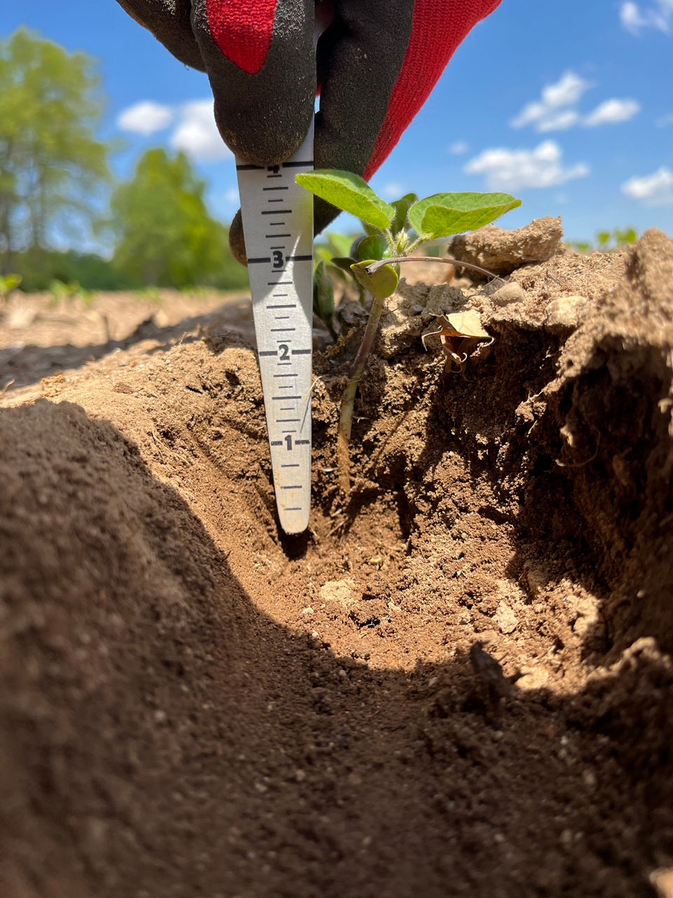 Healthy soybean seedling at seed depth of 2 inches