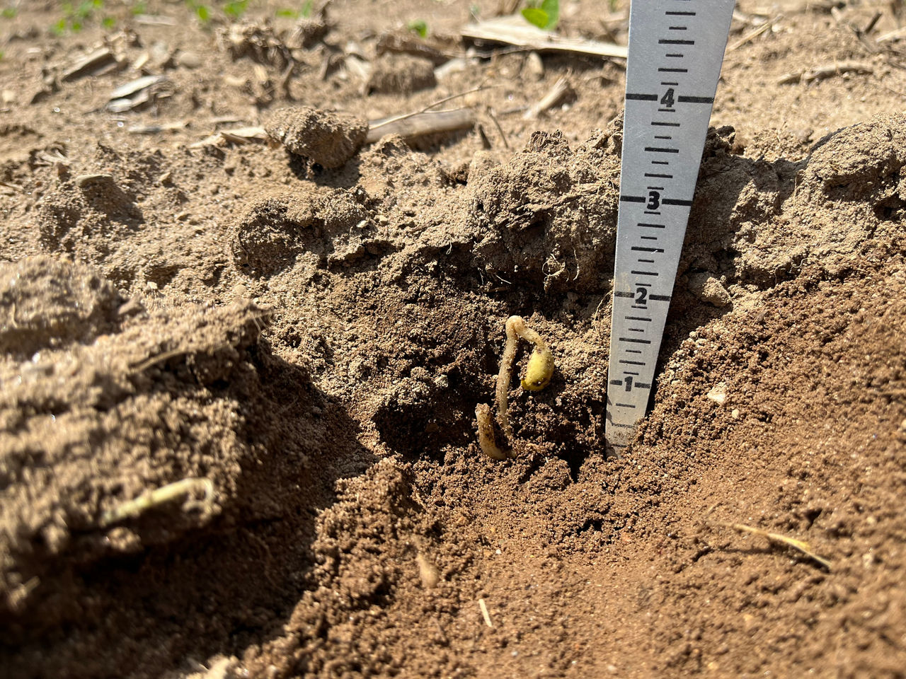  Soybean seedling with damaged hypocotyl at a seed depth below two inches.