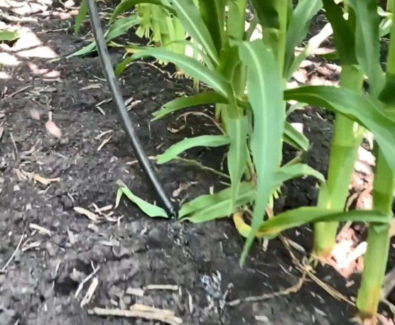 Late season N application with drag tube in short corn