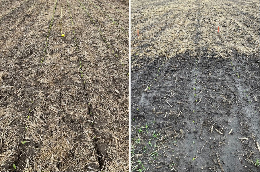  Comparison of poor (left) and better (right) seedling emergence in a cover crop plot where the cover crop was poorly managed by the herbicide and tilled under (left) and where there was no cover crop residue on the plot edge (right). Planting occurred when soil was wet.