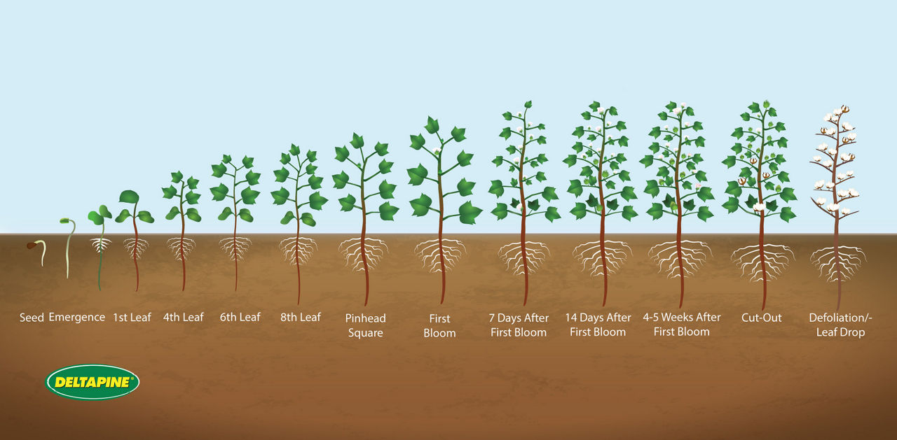 Cotton Growth stages conflict