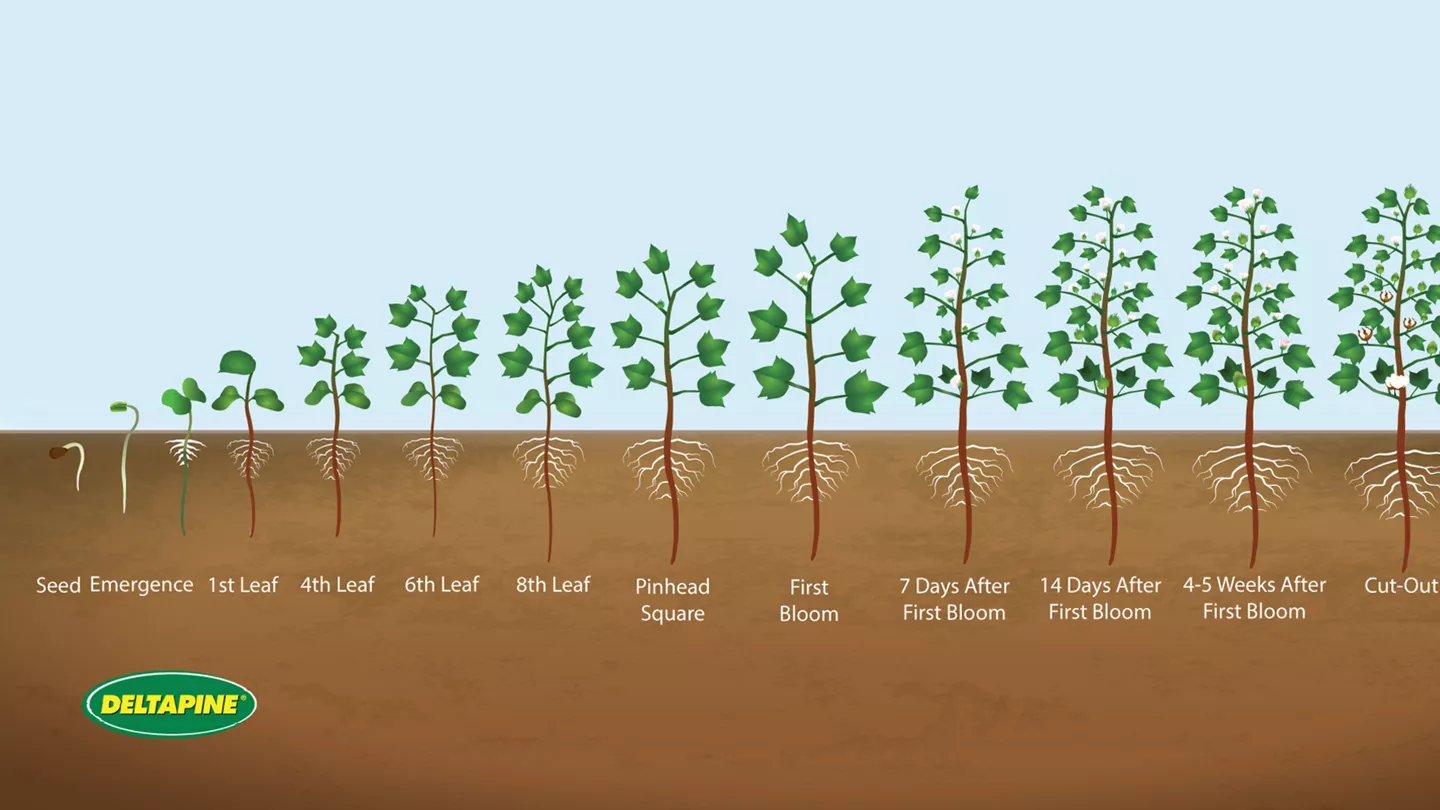 Cotton Growth and Development