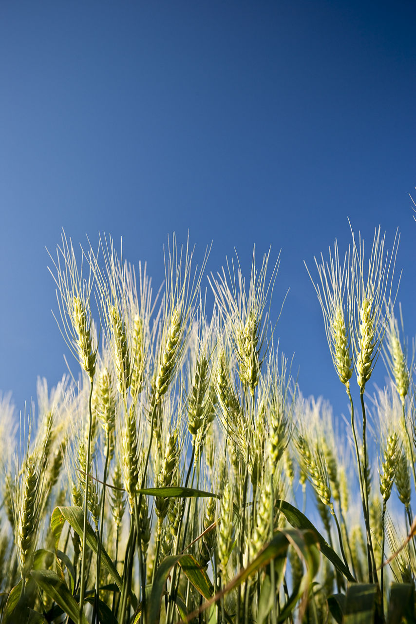 Wheat heads.