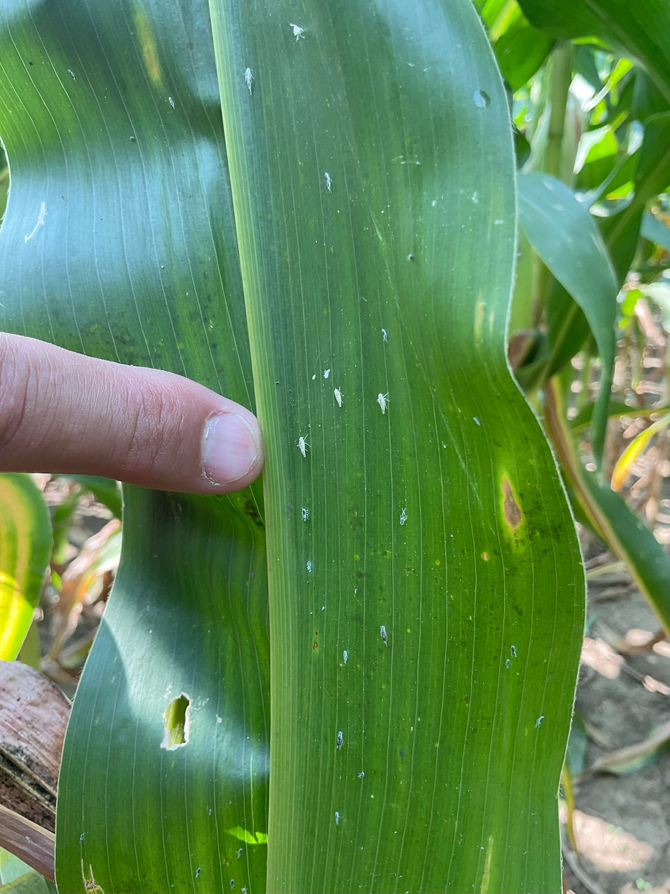 Corn leafhoppers