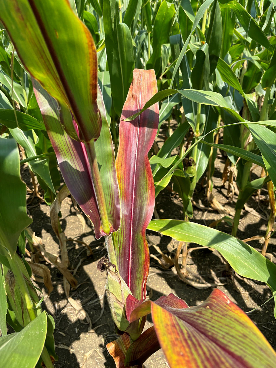 Corn Stunt leaf Reddening