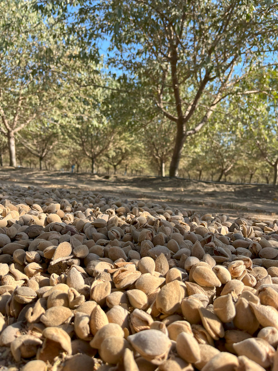 Almond windrow with trees in background