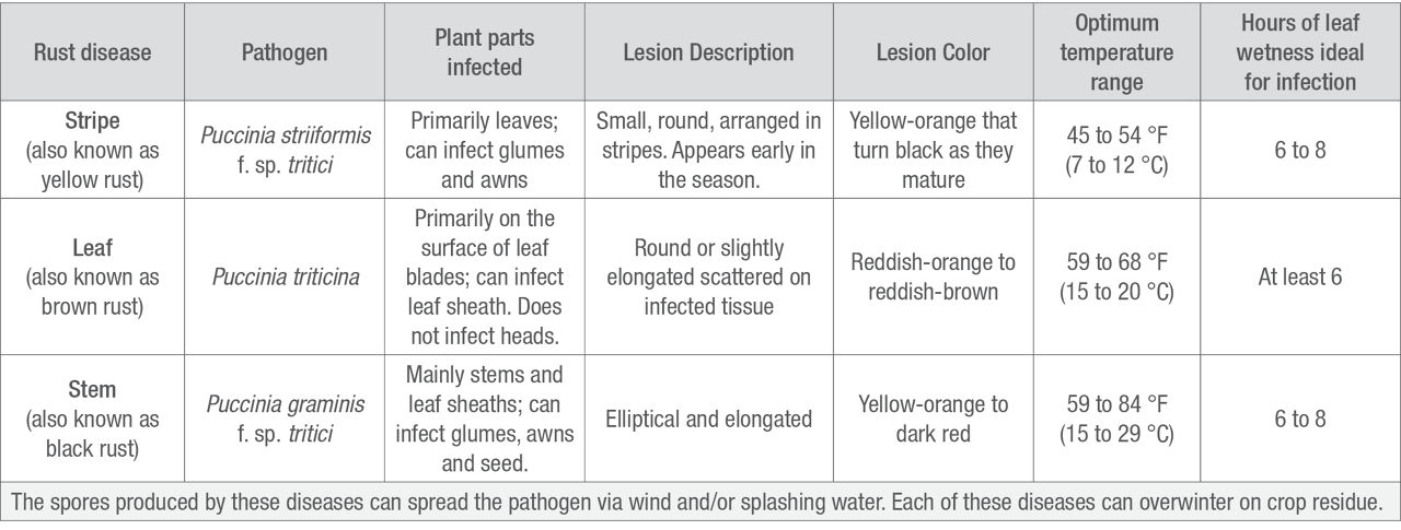 Comparison of three rust diseases in wheat.6 6De Wolf, E., Murray, T., Paul, P., et al. Multi-state extension and research committee for small grains diseases. Kansas State University. Publication MF-2919. https://bookstore.ksre.ksu.edu/download/identifying-rust-diseases-of-wheat-and-barley_MF2919