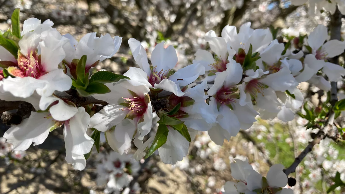 Scala® Brand SC Fungicide and Luna® Brand Fungicides for Management of Brown Rot Blossom Blight in Almonds at Pink Bud