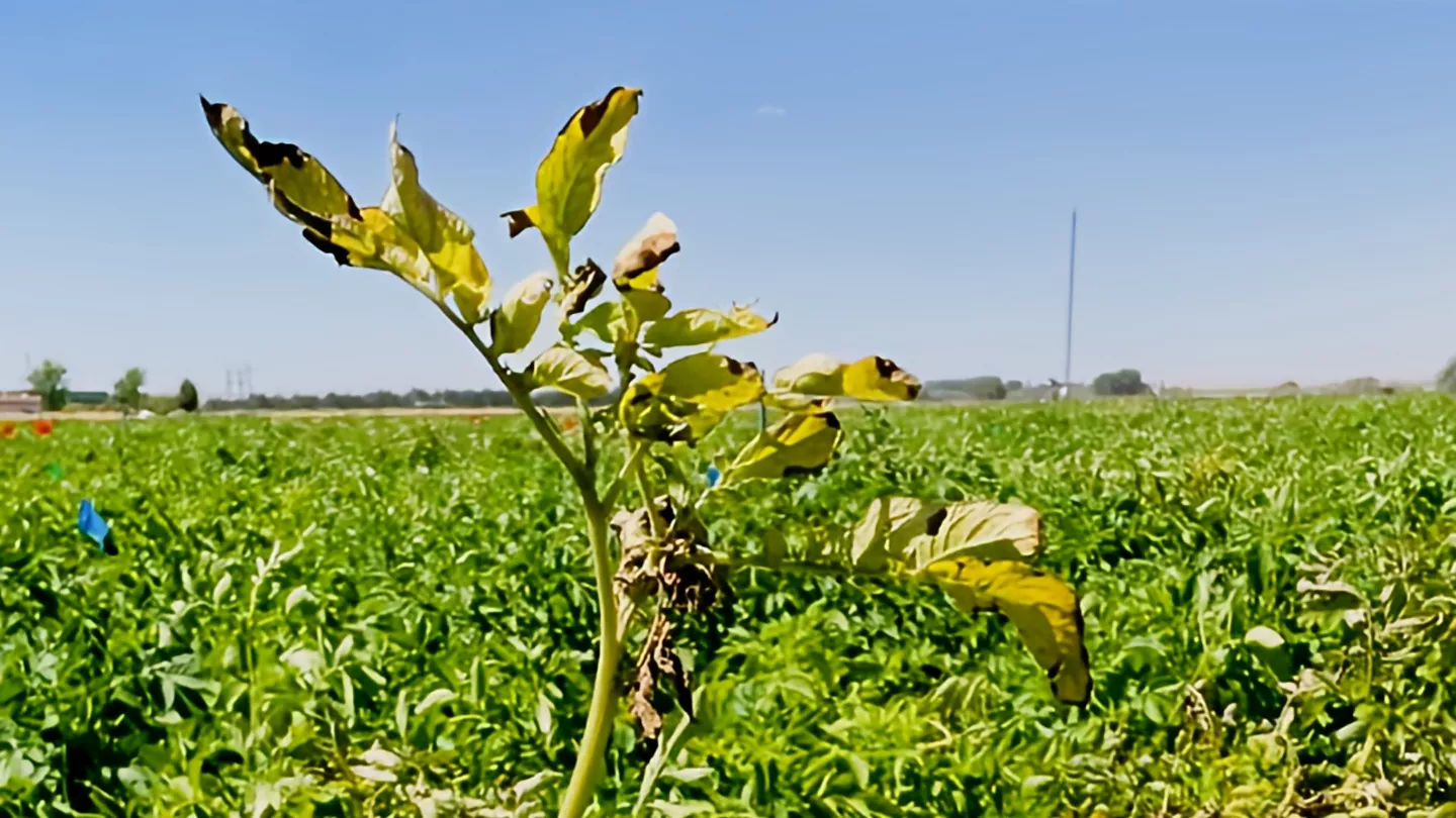 Managing Nematodes and the Potato Early Dying Complex