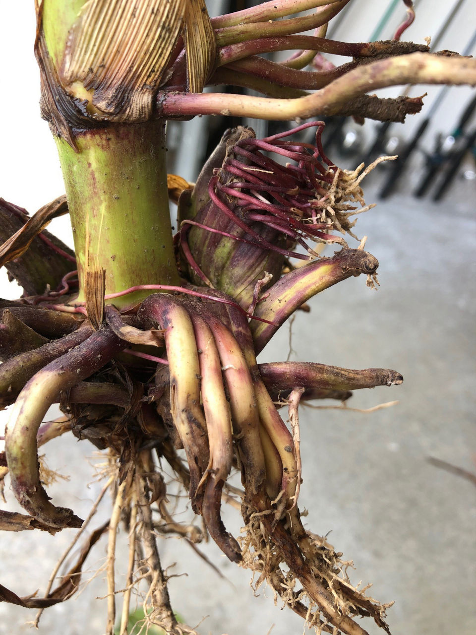 Figure 1. Fused and malformed brace roots caused by a PGR herbicide. 
